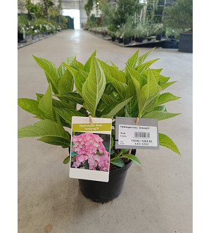 Hydrangea macr. 'Ankong'® C 2,5 L